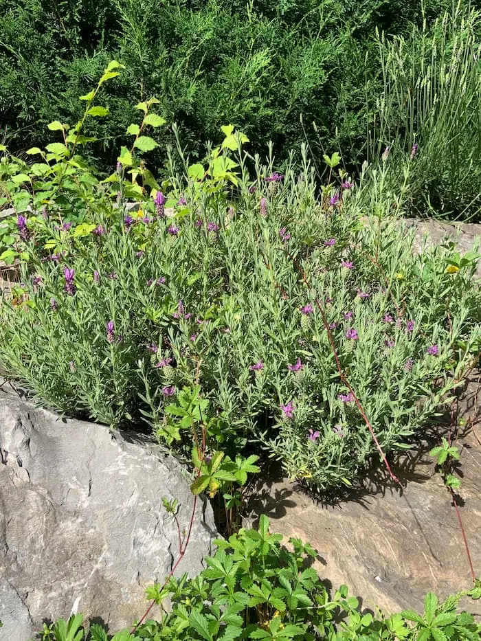 Fleurs de lavande Planète végétale marque beauté Suisse Bio